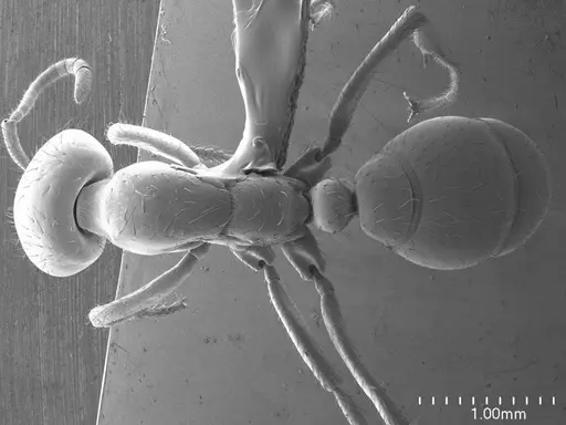 Cheliomyrmex morosus specimen ANTWEB1008512 image antweb1008512_1