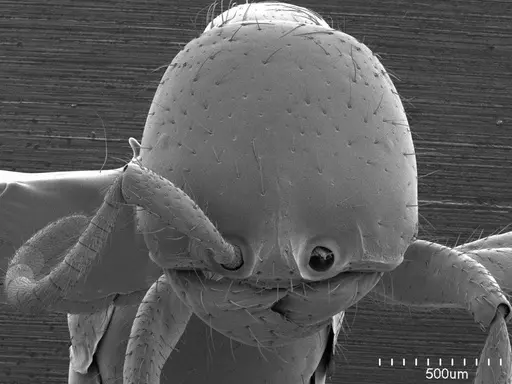 Cheliomyrmex morosus specimen ANTWEB1008512 image antweb1008512_2