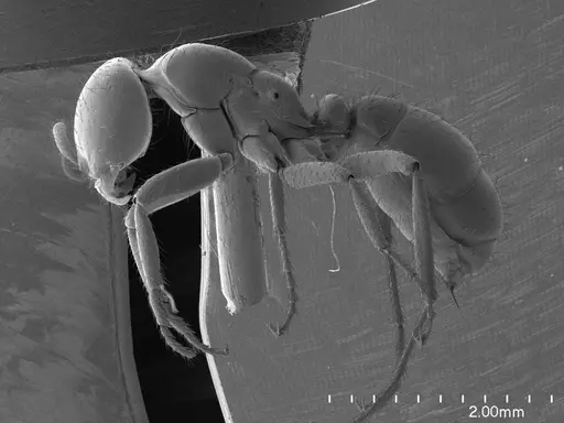 Cheliomyrmex morosus specimen ANTWEB1008512 image antweb1008512_3