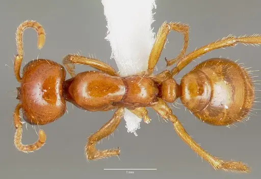Cheliomyrmex morosus specimen CASENT0003202 image casent0003202_1