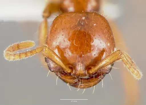 Cheliomyrmex morosus specimen CASENT0003202 image casent0003202_2