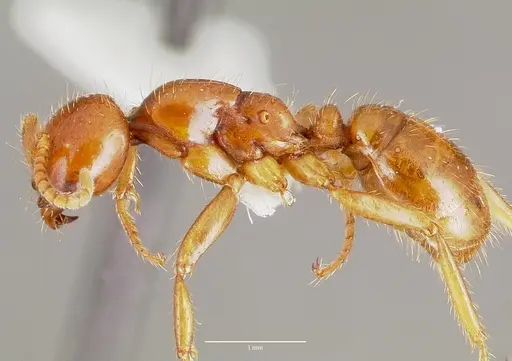 Cheliomyrmex morosus specimen CASENT0003202 image casent0003202_3