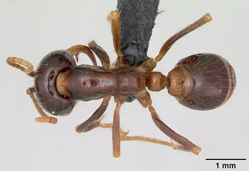 Cheliomyrmex morosus specimen CASENT0007006 image casent0007006_1