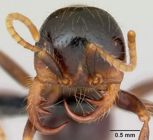 Cheliomyrmex morosus specimen CASENT0007006 image casent0007006_2