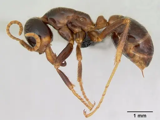 Cheliomyrmex morosus specimen CASENT0007006 image casent0007006_3