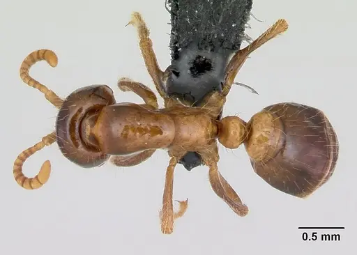 Cheliomyrmex morosus specimen CASENT0103324 image casent0103324_1