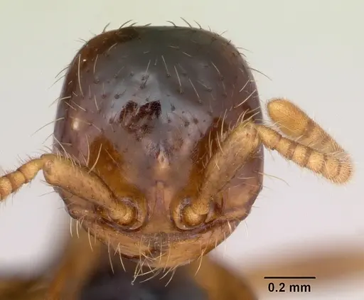 Cheliomyrmex morosus specimen CASENT0103324 image casent0103324_2