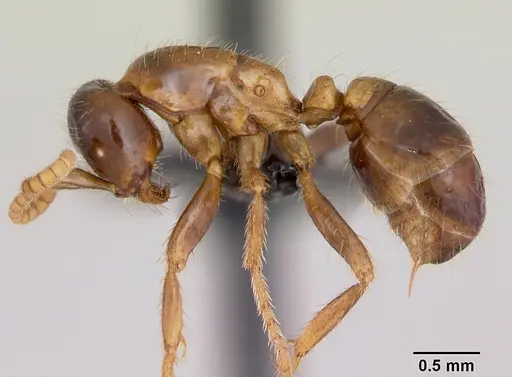 Cheliomyrmex morosus specimen CASENT0103324 image casent0103324_3