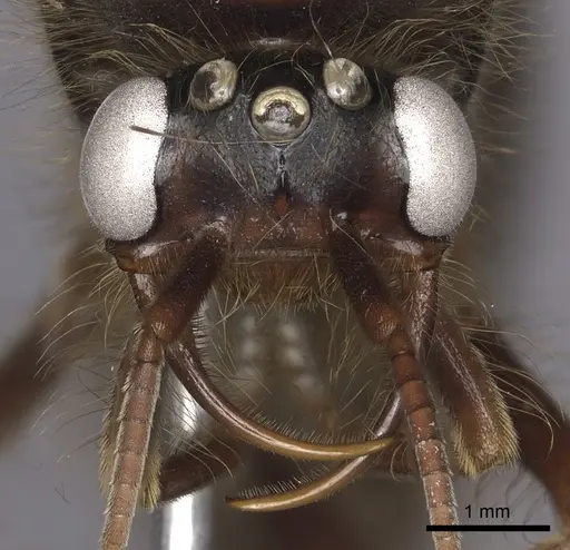 Cheliomyrmex morosus specimen CASENT0609915 image casent0609915_2