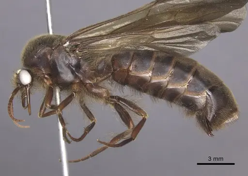 Cheliomyrmex morosus specimen CASENT0609915 image casent0609915_3
