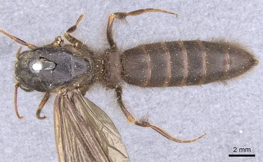 Cheliomyrmex morosus specimen CASENT0902669 image casent0902669_1