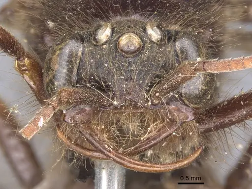 Cheliomyrmex morosus specimen CASENT0902669 image casent0902669_2