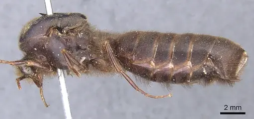 Cheliomyrmex morosus specimen CASENT0902669 image casent0902669_3