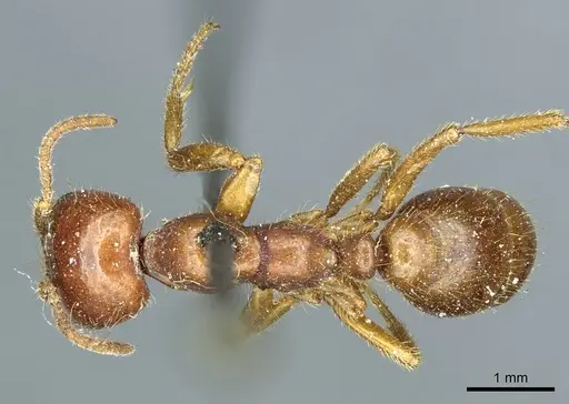 Cheliomyrmex morosus specimen CASENT0915867 image casent0915867_1