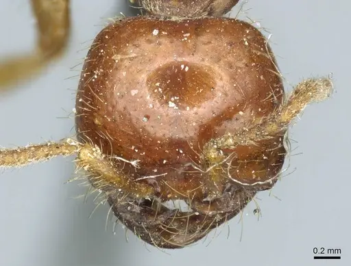 Cheliomyrmex morosus specimen CASENT0915867 image casent0915867_2