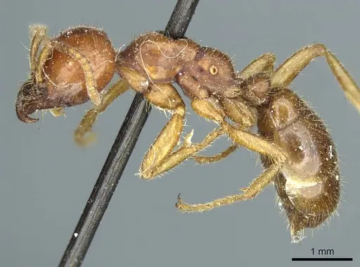 Cheliomyrmex morosus specimen CASENT0915867 image casent0915867_3