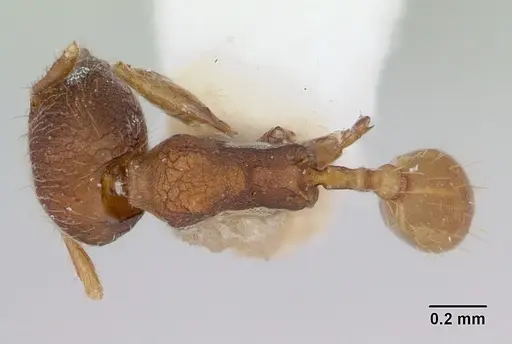 Chimaeridris boltoni specimen CASENT0172824 image casent0172824_1