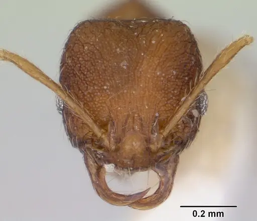 Chimaeridris boltoni specimen CASENT0172824 image casent0172824_2