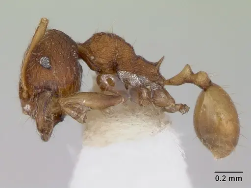Chimaeridris boltoni specimen CASENT0172824 image casent0172824_3