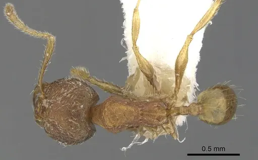 Chimaeridris boltoni specimen CASENT0901258 image casent0901258_1