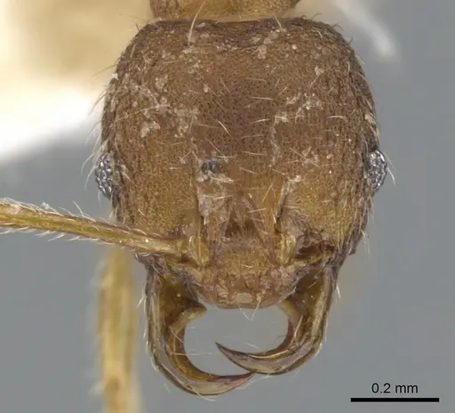 Chimaeridris boltoni specimen CASENT0901258 image casent0901258_2