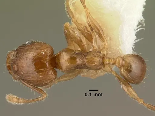 Chimaeridris burckhardti specimen CASENT0101946 image casent0101946_1