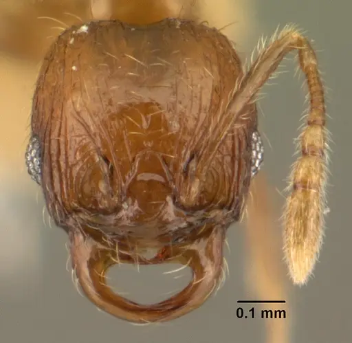 Chimaeridris burckhardti specimen CASENT0101946 image casent0101946_2