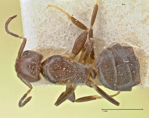 Chronoxenus butteli specimen FOCOL2789 image focol2789_1