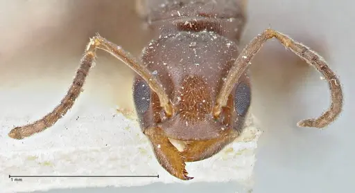 Chronoxenus butteli specimen FOCOL2789 image focol2789_2