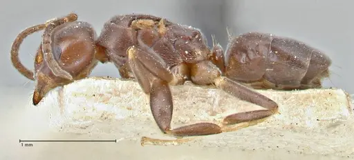 Chronoxenus butteli specimen FOCOL2789 image focol2789_3