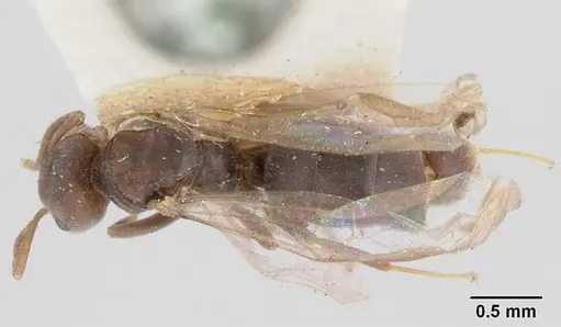 Chronoxenus dalyi specimen CASENT0103293 image casent0103293_1