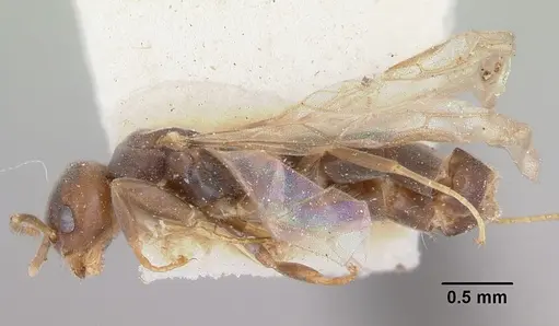 Chronoxenus dalyi specimen CASENT0103293 image casent0103293_3