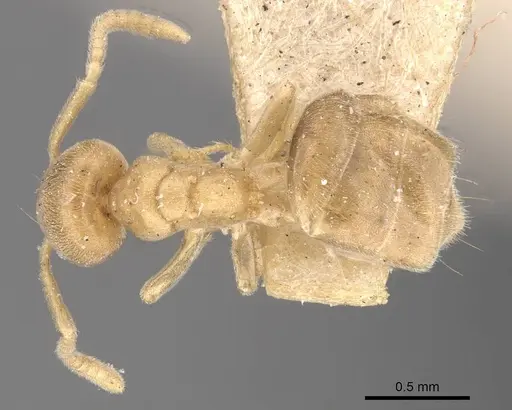 Chronoxenus dalyi specimen CASENT0909579 image casent0909579_1