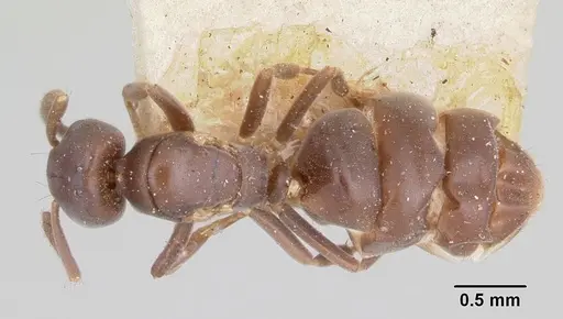 Chronoxenus myops specimen CASENT0103286 image casent0103286_1