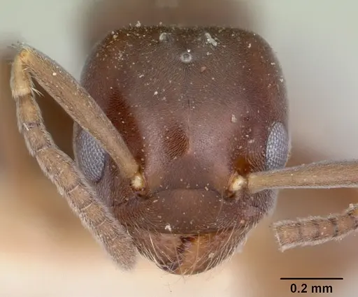 Chronoxenus myops specimen CASENT0103286 image casent0103286_2