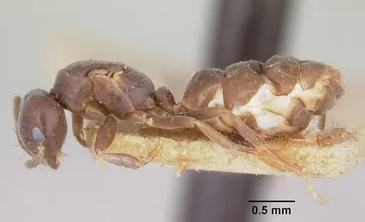 Chronoxenus myops specimen CASENT0103286 image casent0103286_3