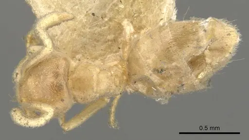 Chronoxenus myops specimen CASENT0903027 image casent0903027_1