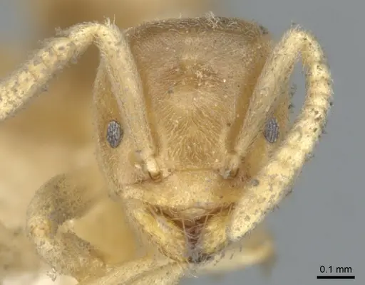 Chronoxenus myops specimen CASENT0903027 image casent0903027_2
