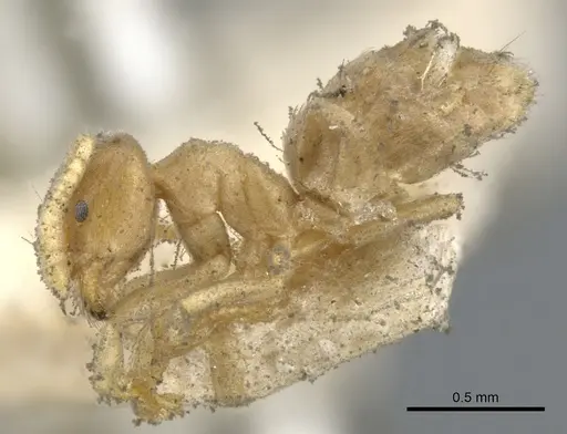 Chronoxenus myops specimen CASENT0903027 image casent0903027_3