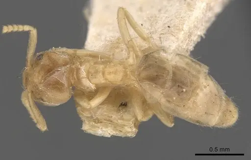 Chronoxenus myops specimen CASENT0907616 image casent0907616_1