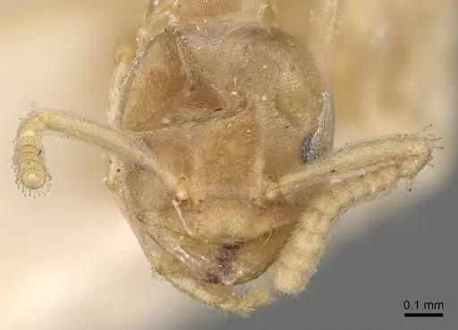 Chronoxenus myops specimen CASENT0907616 image casent0907616_2