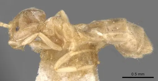 Chronoxenus myops specimen CASENT0907616 image casent0907616_3