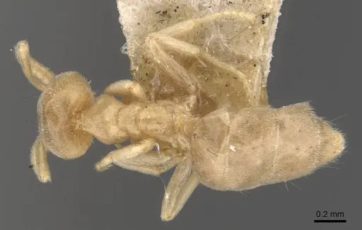 Chronoxenus myops specimen CASENT0909576 image casent0909576_1