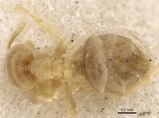 Chronoxenus myops specimen CASENT0922441 image casent0922441_1