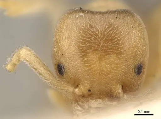 Chronoxenus myops specimen CASENT0922441 image casent0922441_2