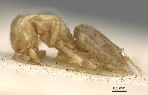 Chronoxenus myops specimen CASENT0922441 image casent0922441_3