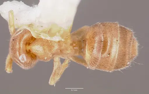Chronoxenus rossi specimen CASENT0006104 image casent0006104_1