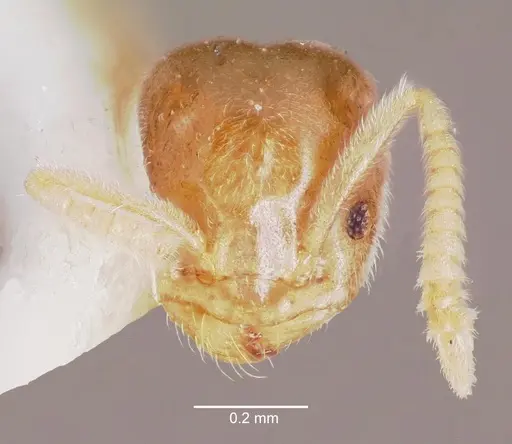 Chronoxenus rossi specimen CASENT0006104 image casent0006104_2