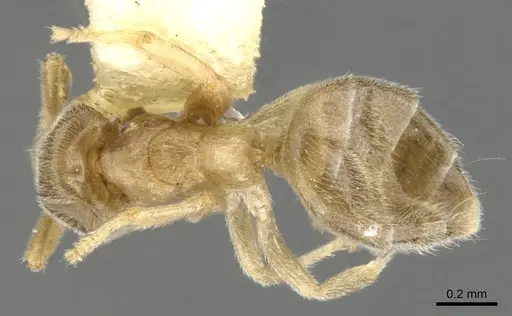Chronoxenus rossi specimen CASENT0903029 image casent0903029_1