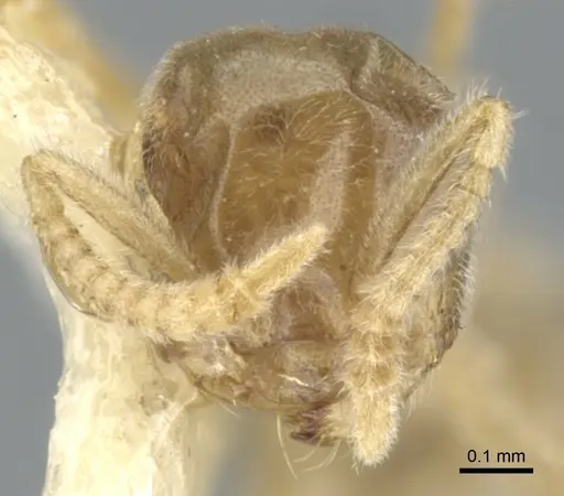 Chronoxenus rossi specimen CASENT0903029 image casent0903029_2